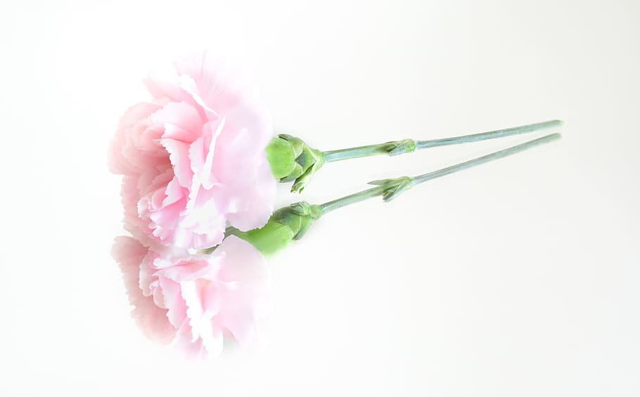 pink, flower, reflection, nature, floral, petal, blossom, pink flowers HD wallpaper