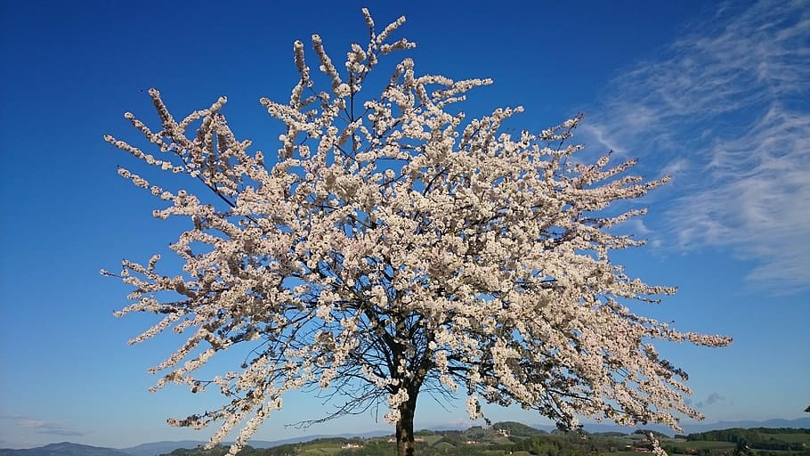cherry, cherry blossom, bloom, plant, sky, blue, tree, beauty in nature HD wallpaper