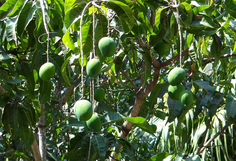 mango, mangifera indica, tropical fruit, green, growing, karnataka, HD wallpaper