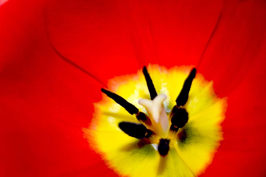 flower, tulip, red, bud, macro, freshness, flowering plant HD wallpaper