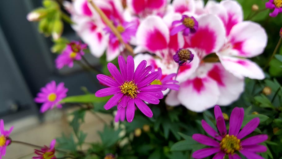 spring, flowers, astar, nature, plant, pink Color, summer, purple HD wallpaper