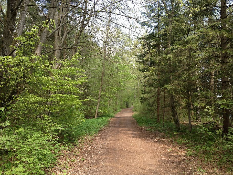 Forest, Away, Path, Nature, forest path, hiking, on foot, tree HD wallpaper
