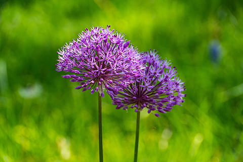 allium, flower, spring, garden, flowering plant, beauty in nature HD wallpaper