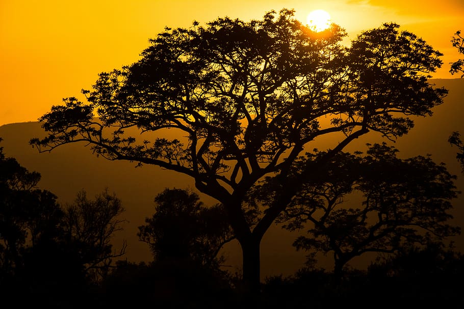 silhouette of tree during sunset, orange sky, nature, forest HD wallpaper