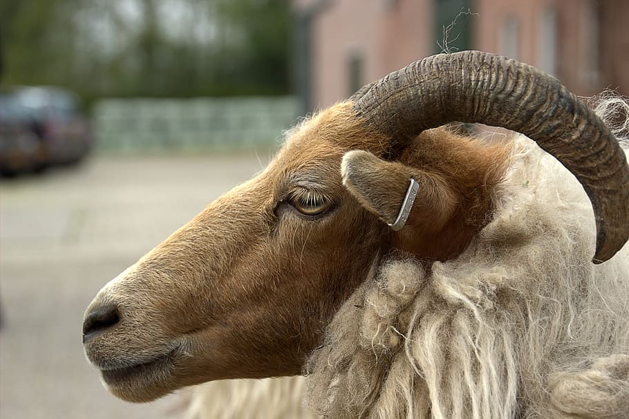 sheep, countryside, animal themes, mammal, one animal, focus on foreground HD wallpaper