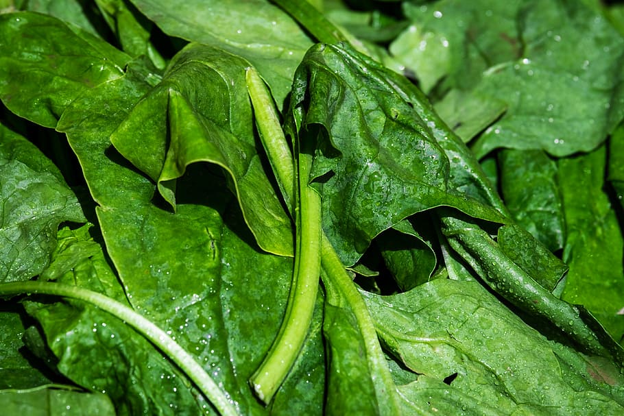 green leaf vegetable, spinach, leaf spinach, vegetables, leaves HD wallpaper