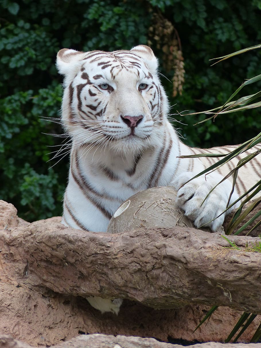 white and brown tiger sitting on ground, white bengal tiger, attention