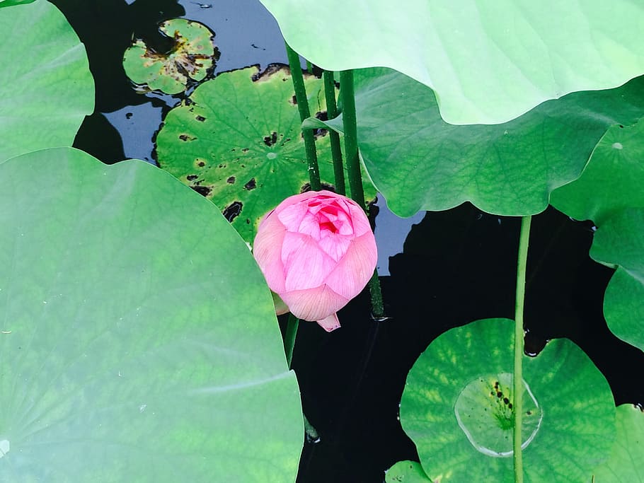 lotus, flowers, water surface, leaf, plant part, flowering plant HD wallpaper