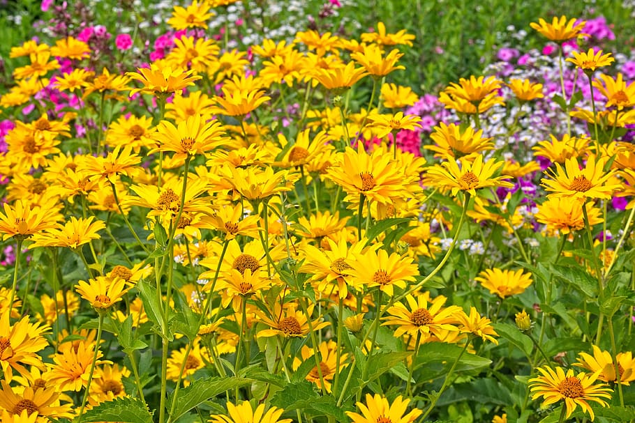background, texture, flowers, nature, structure, summer, yellow HD wallpaper
