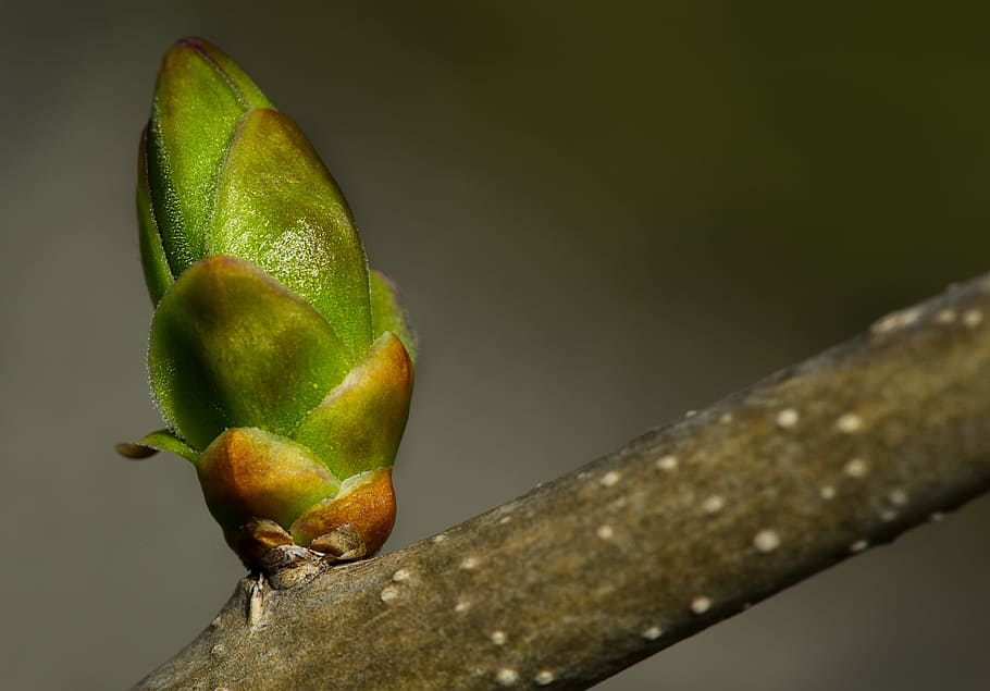 bud, branch, spring, nature, tree, green color, close-up, no people HD wallpaper