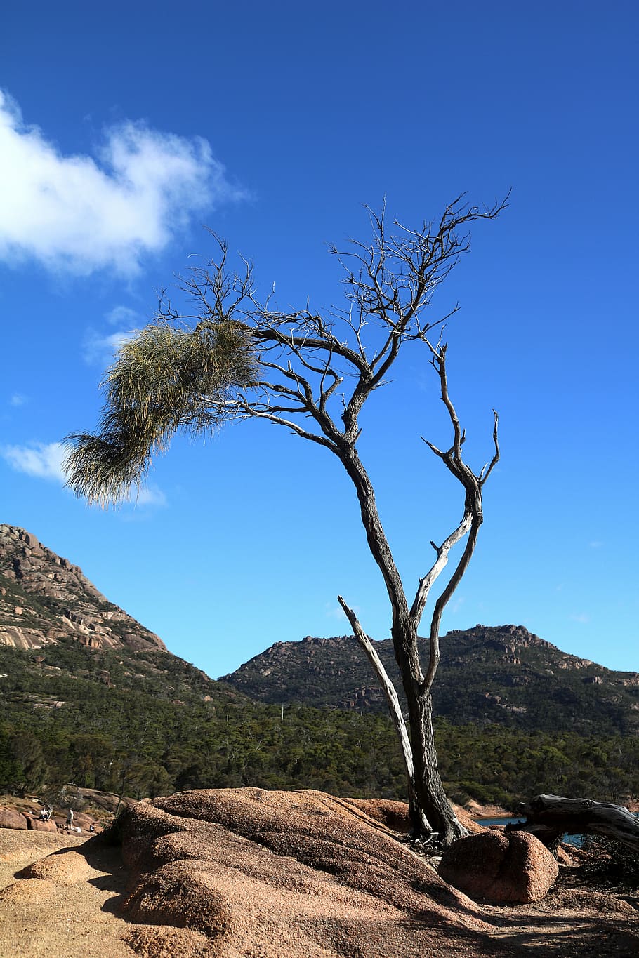 tree, bank, landscape, idyll, australia, freycinet national park HD wallpaper