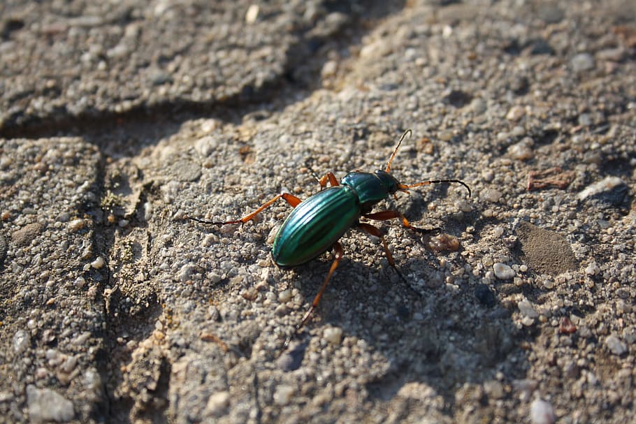 beetle, animal, nature, forest, summer, crawl, flight insect HD wallpaper