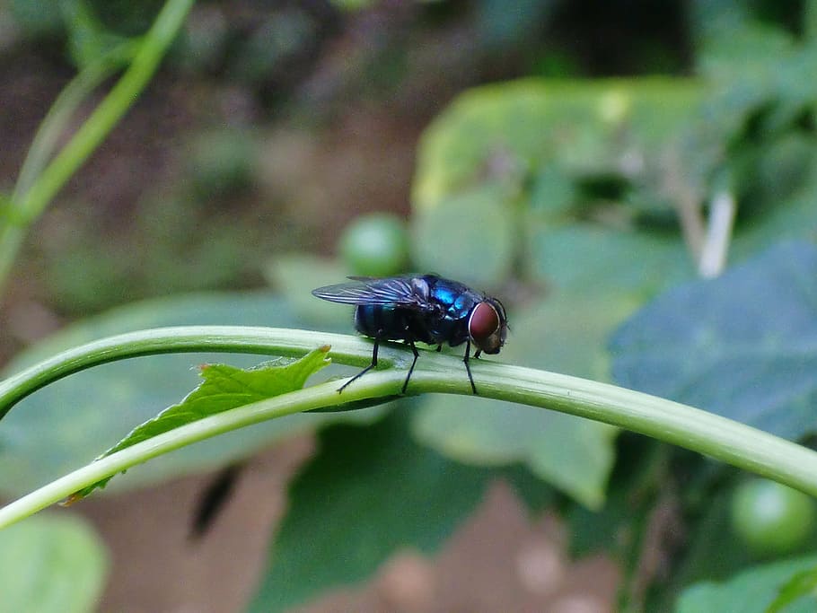 fly, garden, macro, insect, wing, wildlife, bug, small, delicate HD wallpaper
