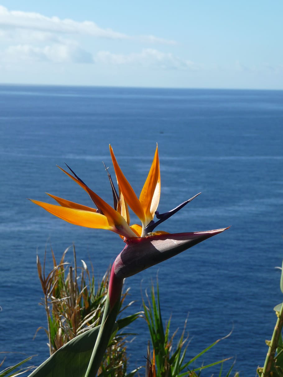 caudata, strelitzia orchids, caudata greenhouse, bird of paradise flower