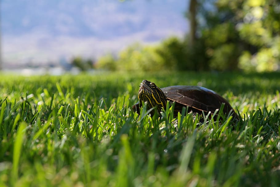brown turtle on green grass, shallow focus photo of turlt, field HD wallpaper