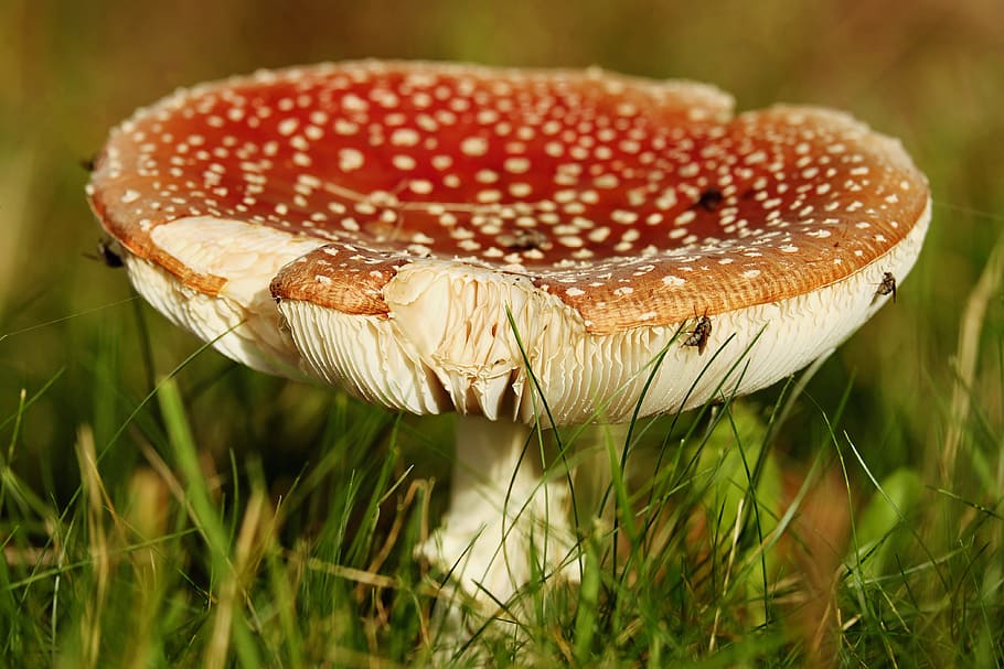 orange and white mushroom, fly agaric, toxic, red, spotted HD wallpaper