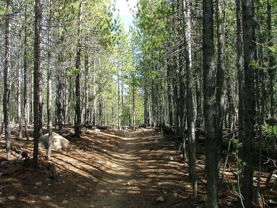 forest, trail, path, hike, trees, nature, woodland, outdoors HD wallpaper