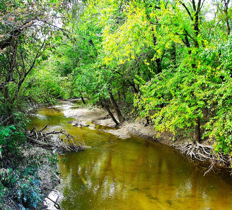 stream, river, trees, green, summer, water, nature, forest HD wallpaper