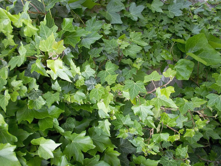 green, vine, leaves, leaf, plant part, growth, green color HD wallpaper