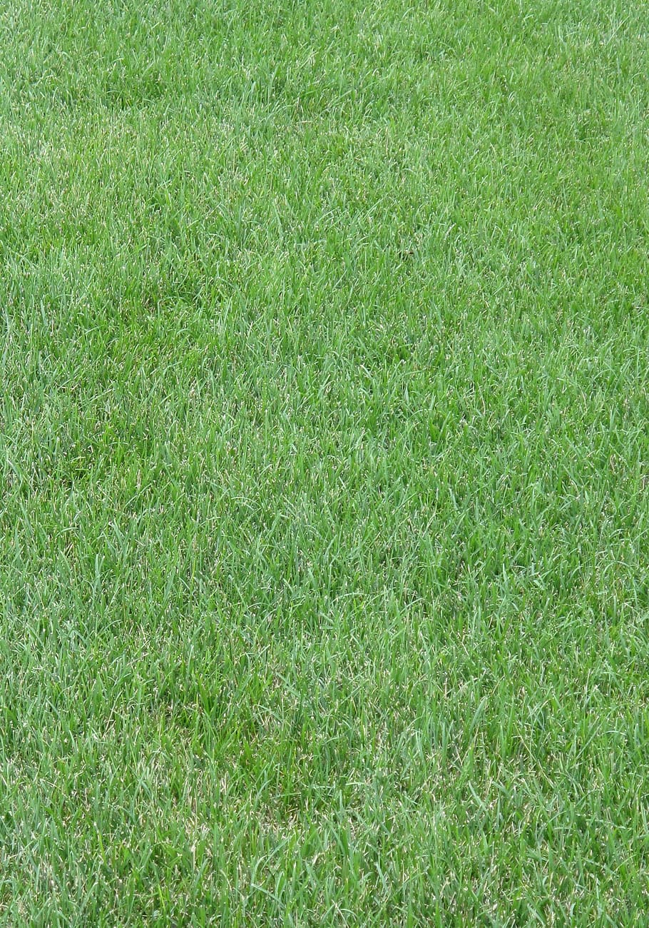 green grass, Grass, Lawn, Yard, Turf, green color, backgrounds HD wallpaper