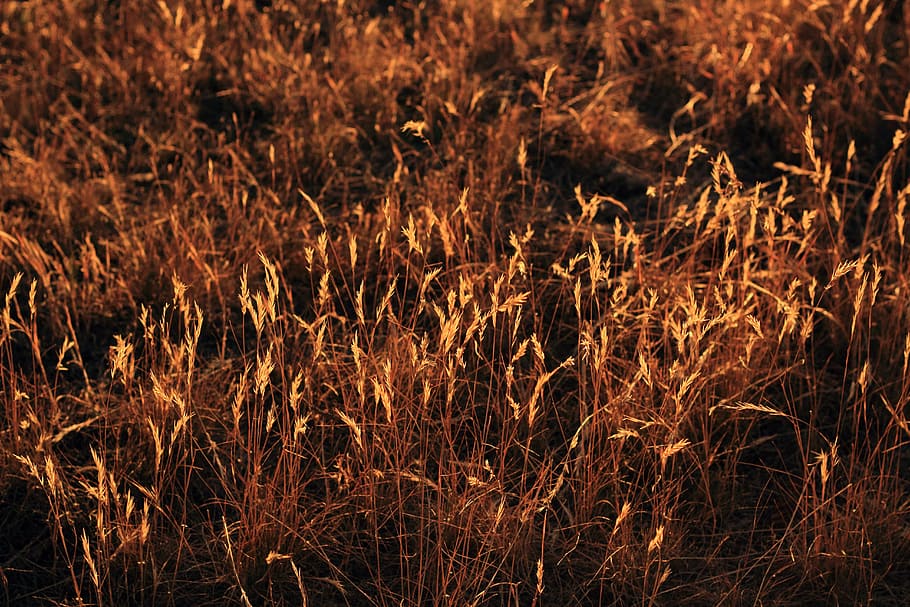 Grass, Afternoon, Sunset, Nature, beautiful, summer, sunlight HD wallpaper