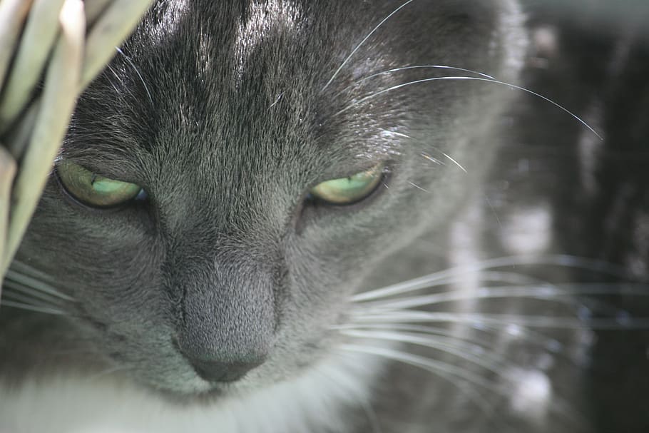 gray cat looking downwards, grey, cat face, eyes, close, domestic cat HD wallpaper