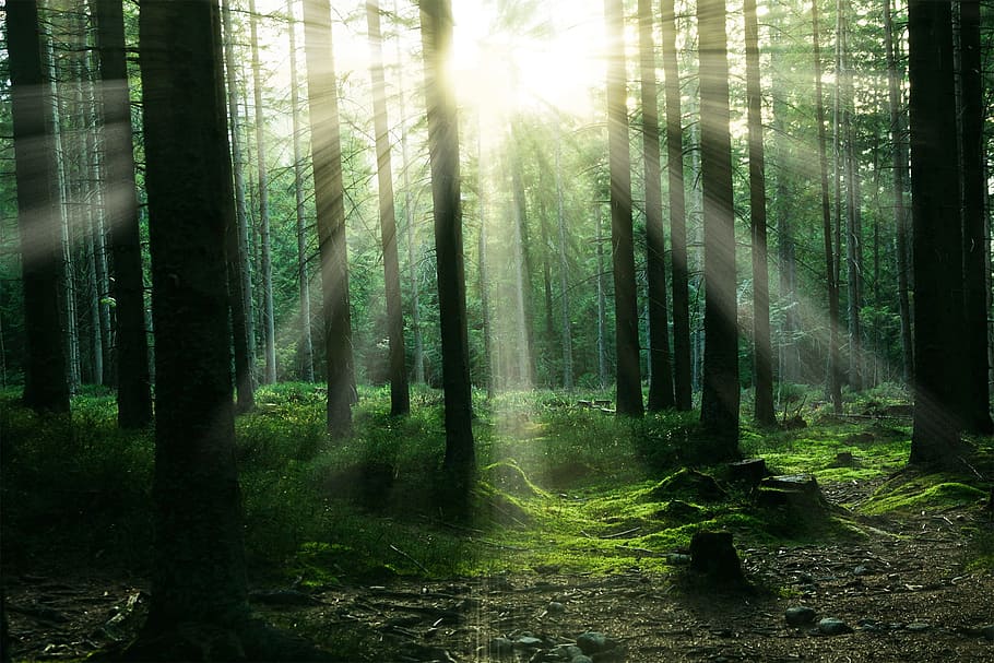 sun piercing through trees photography, forest, sunlight, plant HD wallpaper