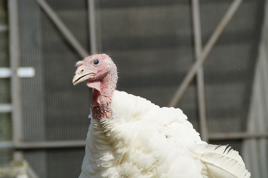 puter, turkey, poultry, bird, poultry farm, plumage, ugly, head HD wallpaper