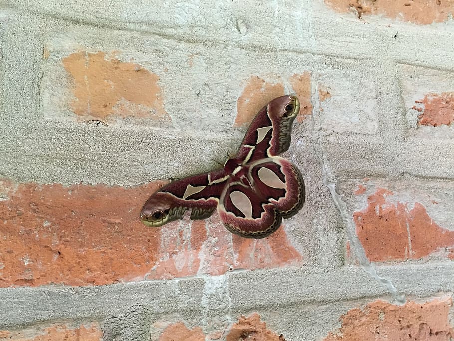 butterfly, bricks, wall, pattern, colorful, brick wall, insect HD wallpaper