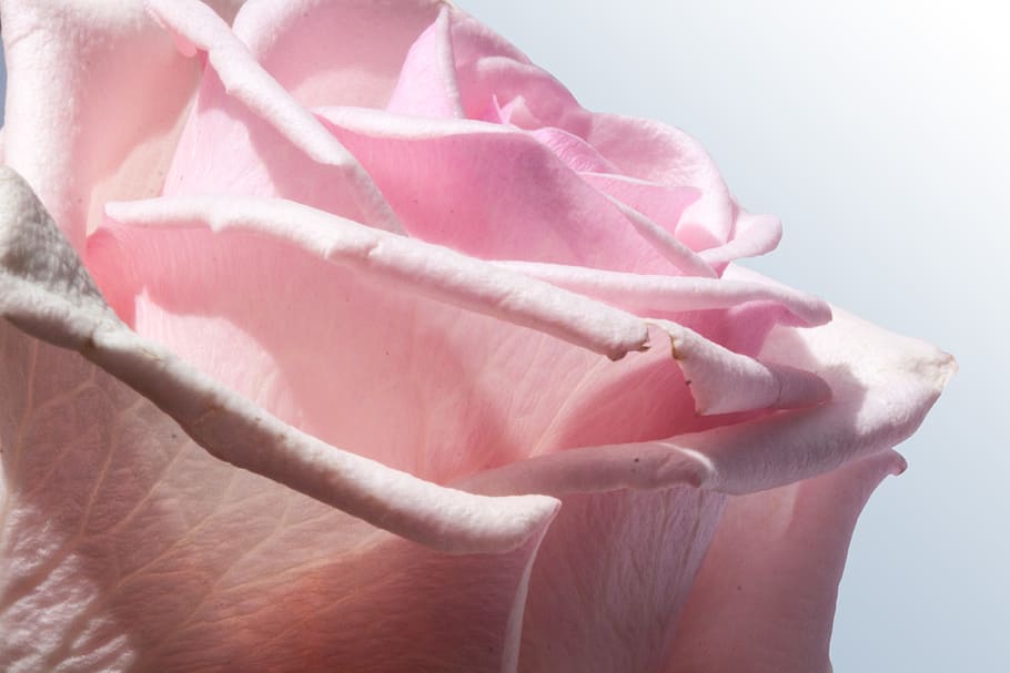 pink rose flower, composites, flowers, spring, summer, nature HD wallpaper
