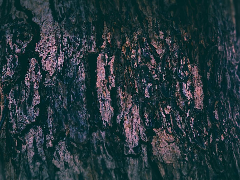 tree trunk, bark, close up, macro, detail, textured, close-up HD wallpaper