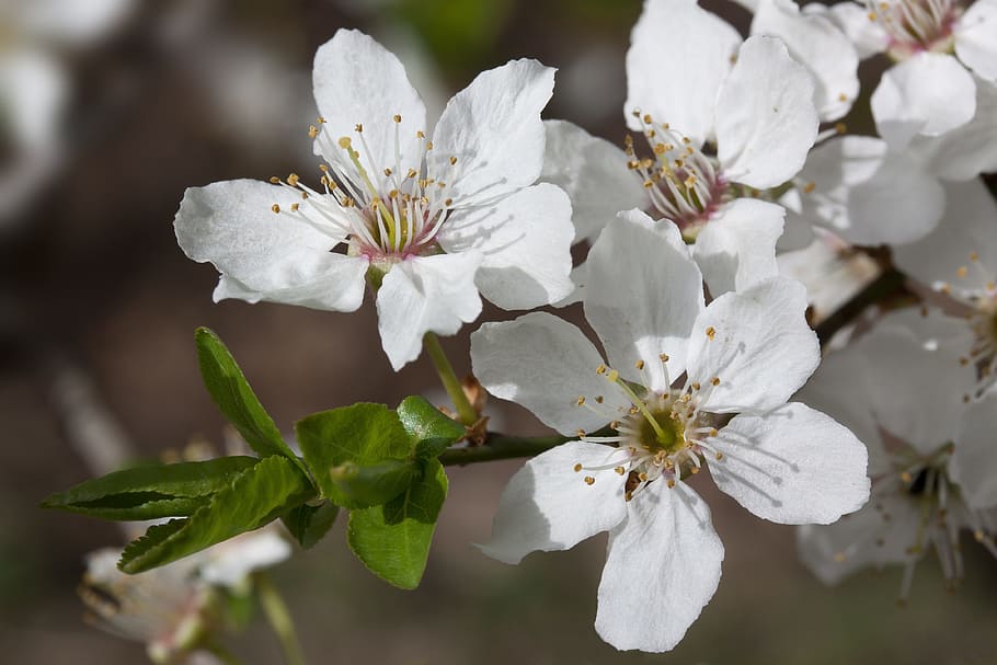 mirabelle, blossom, bloom, white, prunus domestica subsp, syriaca HD wallpaper