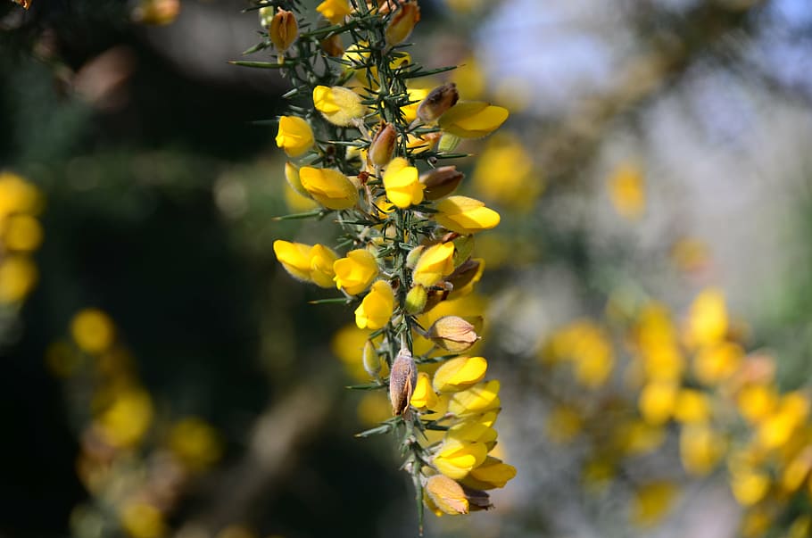 broom, shrubs, flowers, spring, nature, flora, garden, yellow flowers HD wallpaper