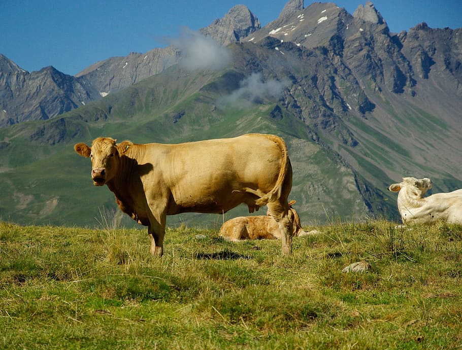 HD wallpaper: Mountain, Pastures, Cows, Alps, mountain pastures, hiking ...