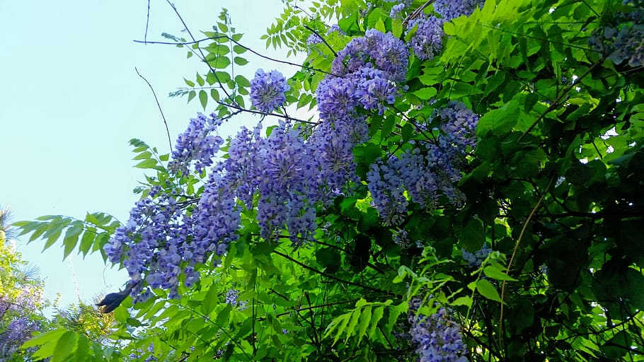 hanging, flowers, green, plant, growth, flowering plant, purple HD wallpaper