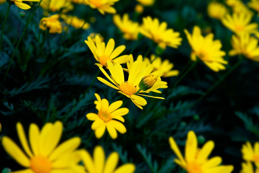 flower, chrysanthemum, background, plant, flowering plant, yellow HD wallpaper