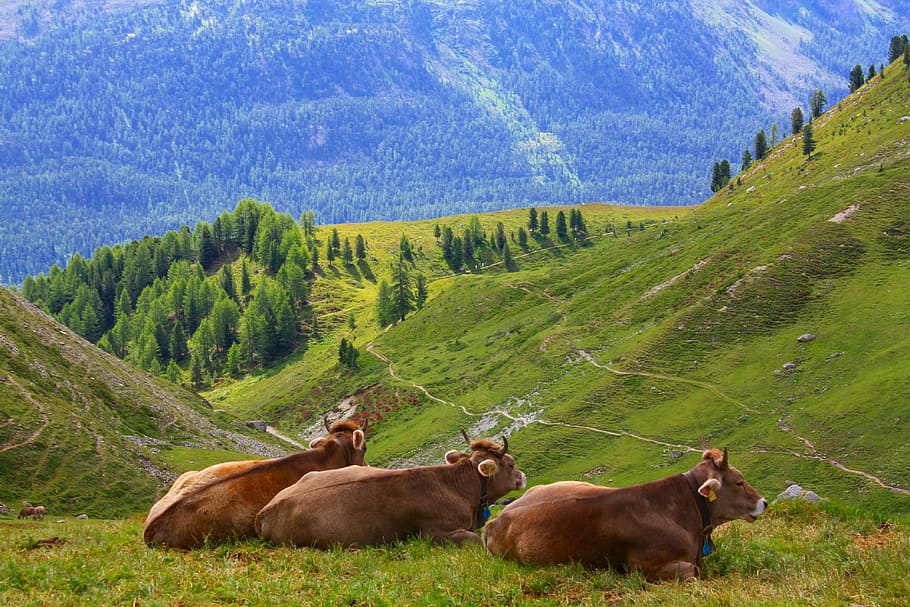 three brown cows on hill with grasses, swiss, alps, switzerland, HD wallpaper