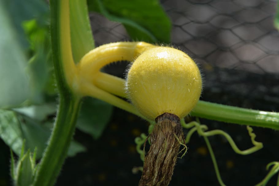 Gourd, Young, Fruit, Macro, Plant, young fruit, vegetable, nature HD wallpaper