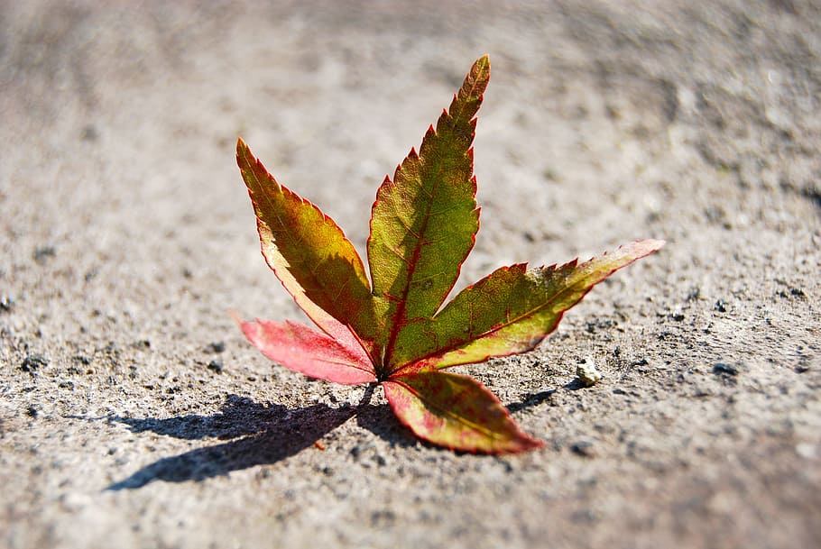 leaf, fall, autumn, fall leaves, season, orange, nature, red HD wallpaper