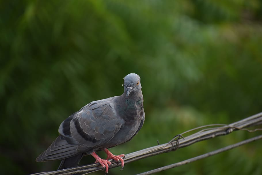 pigeon, bird, dove, animal wildlife, animal themes, animals in the wild HD wallpaper