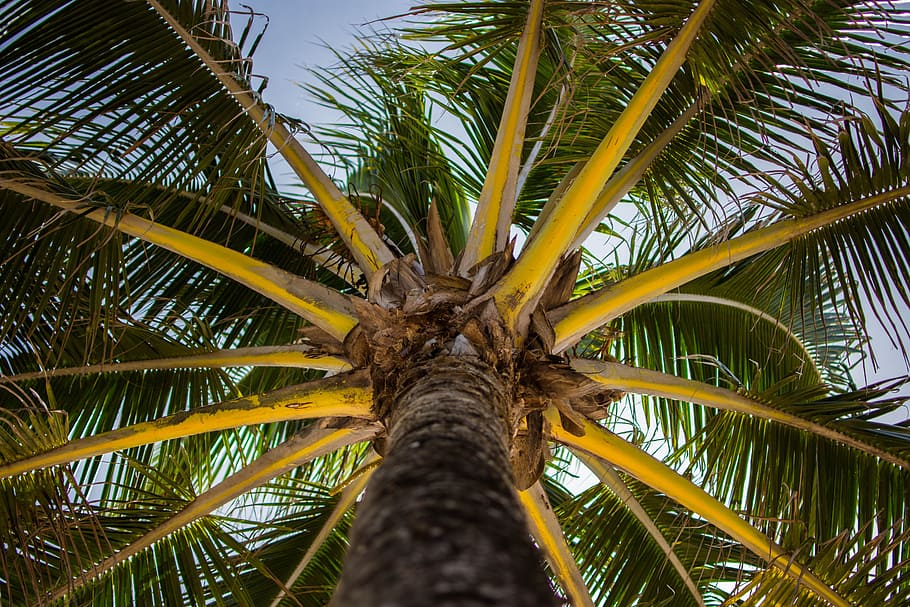 low angle shot, nature, palm tree, tropical climate, palm leaf HD wallpaper