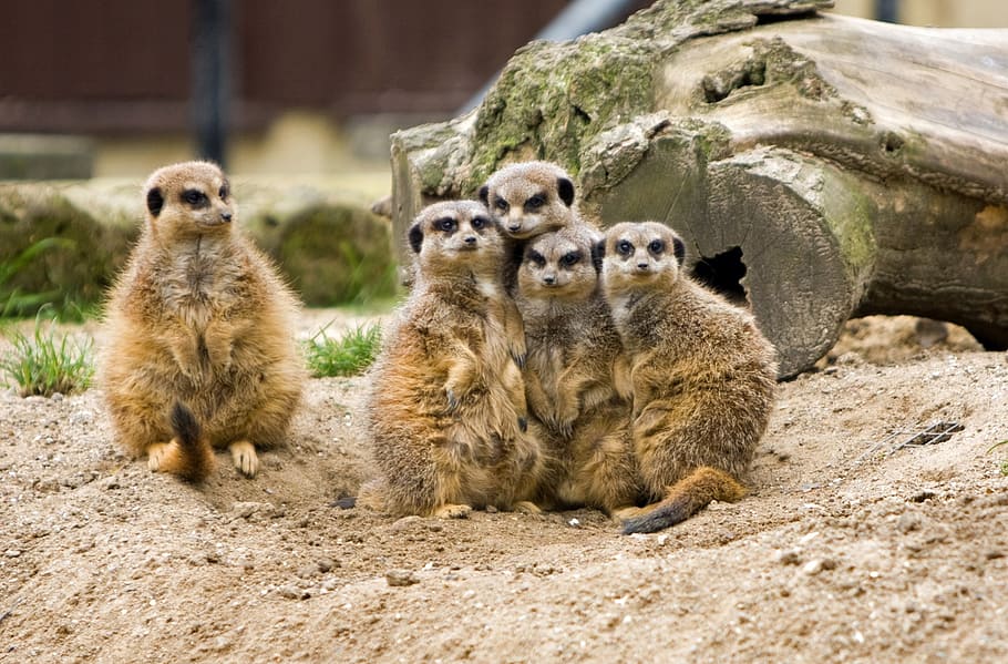 five brown meerkats, animal, animals, wild, wildlife, family, HD wallpaper