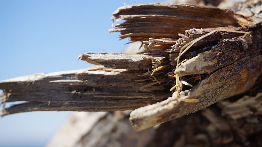 dead tree, macro, plant, close-up, day, nature, wood - material HD wallpaper