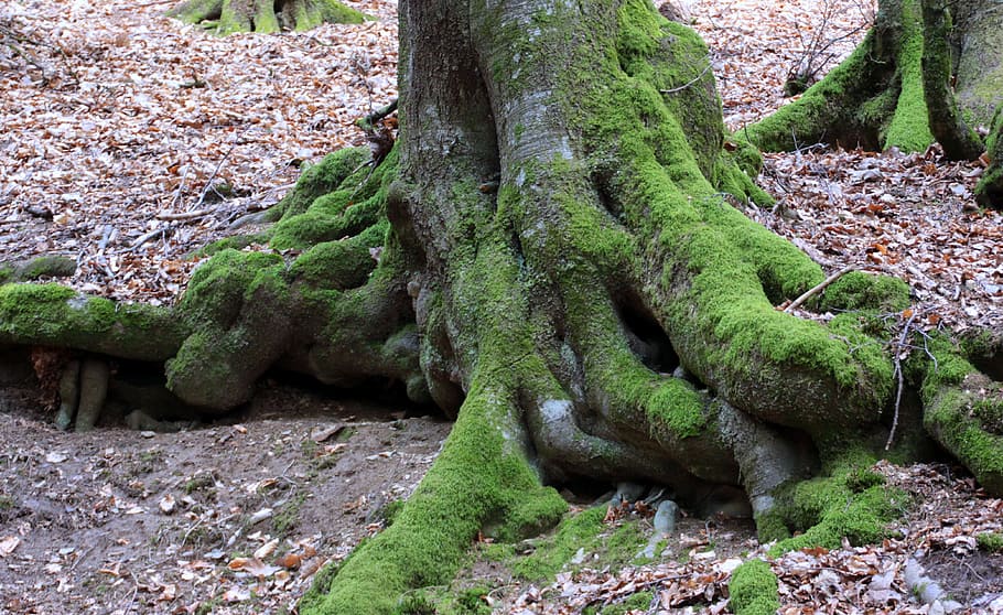 Old, Tree, Root, Nature, Forest, old tree, log, moss, beech tree HD wallpaper