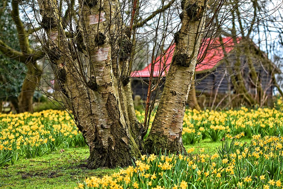 brown tree beside flowers, birch, birch tree, trunk, bark, branch HD wallpaper