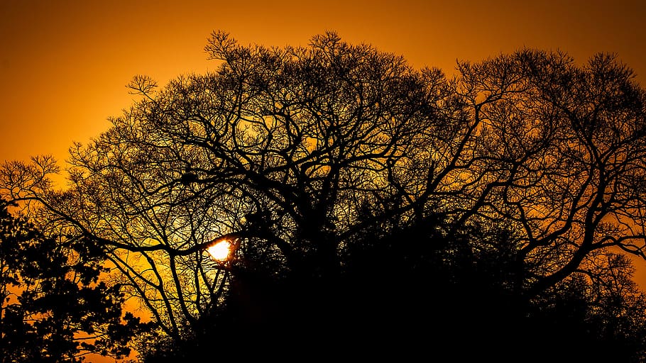 tree, fall, dawn, landscape, nature, branch, wood, leaf, fair weather HD wallpaper