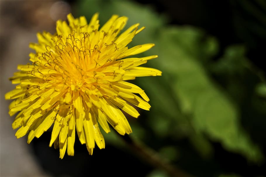 Dandelion, Flower, Spring, Nature, wild flower, yellow, fragility HD wallpaper