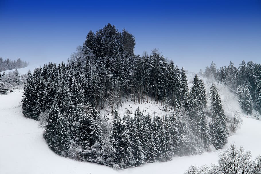 snow coated pine tree on snow field, winter, trees, landscape, HD wallpaper