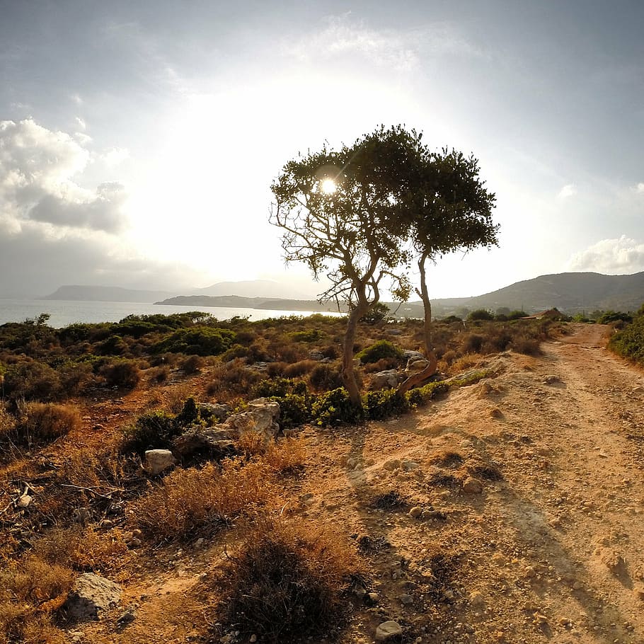crete, greece, tree, sun, hot, rocks, sea, holiday, plant, tranquility HD wallpaper