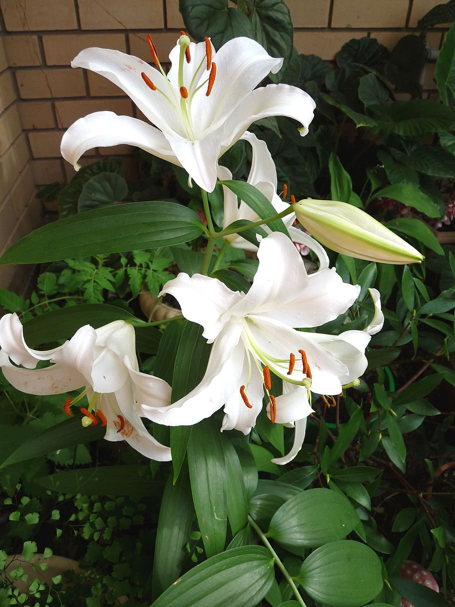 HD wallpaper: white lily, perfumed, flower, blooming, flowering plant,  beauty in nature | Wallpaper Flare